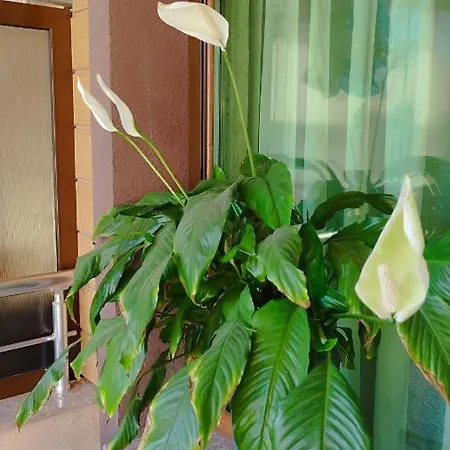 Apartmán Central Carafovo *